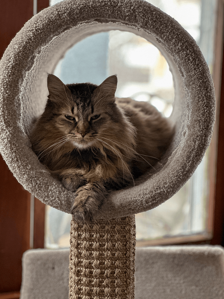 A cat resting comfortably in a cat tree in Kalamazoo, MI, with natural light coming in from a nearby window.