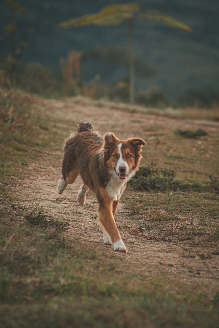 A happy dog enjoying a walk in the Al Sabo Nature Preserve in Kalamazoo, MI.